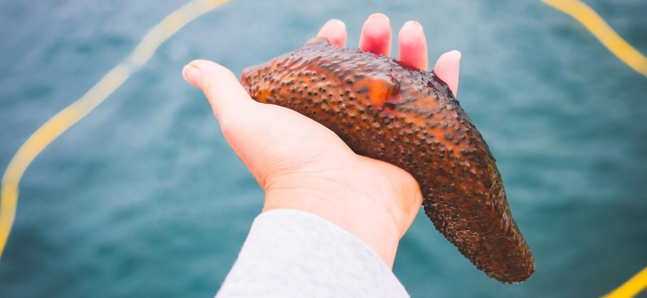 a hand holding a sea cucumber